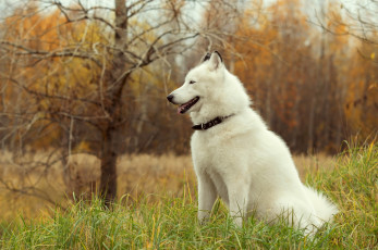 Картинка животные собаки хаски собака