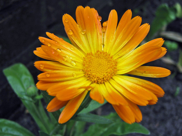 Обои картинки фото цветы, календула, капли