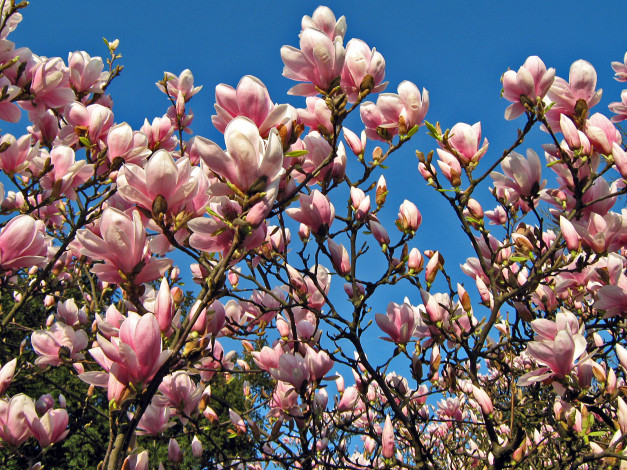 Обои картинки фото цветы, магнолии, ветки