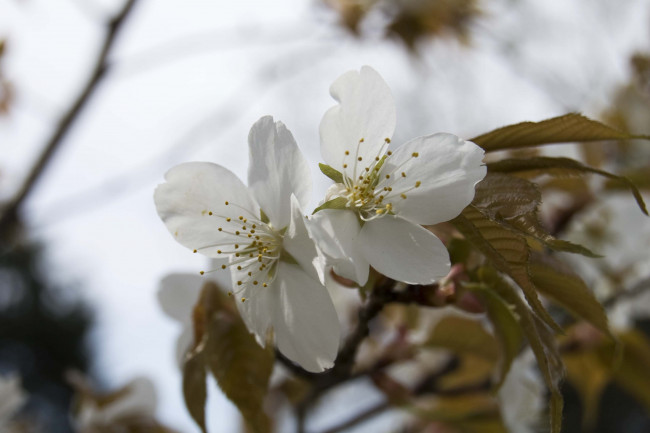 Обои картинки фото цветы, цветущие, деревья, кустарники, макро