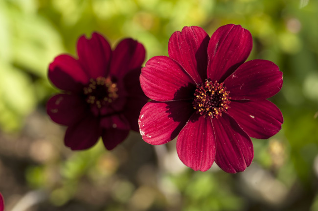 Обои картинки фото цветы, космея, лепестки