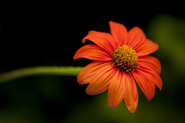 Обои картинки фото цветы, лепестки