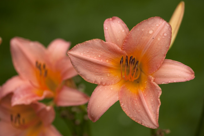 Обои картинки фото цветы, лилии, лилейники, лепестки