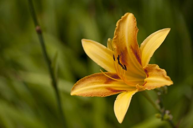 Обои картинки фото цветы, лилии, лилейники, макро