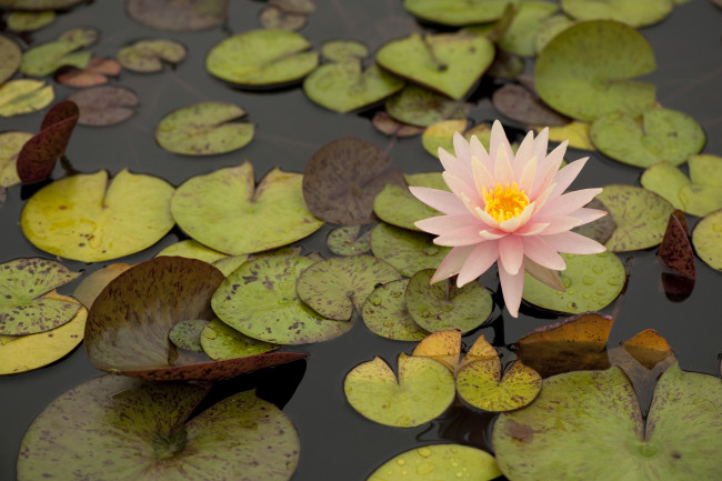 Обои картинки фото цветы, лилии, водяные, нимфеи, кувшинки, листья