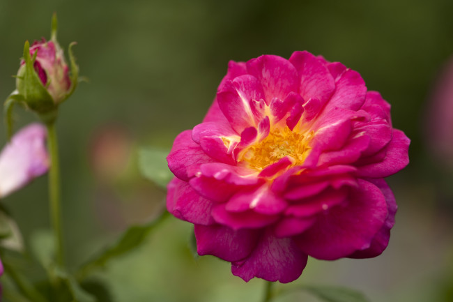 Обои картинки фото цветы, розы, лепестки