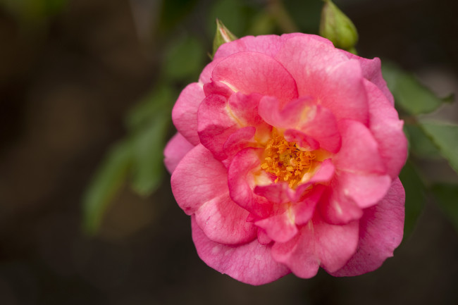 Обои картинки фото цветы, розы, макро, лепестки