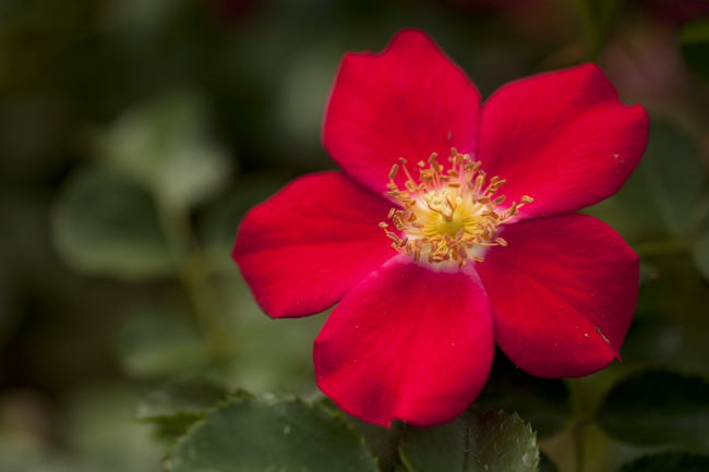 Обои картинки фото цветы, шиповник, лепестки, макро