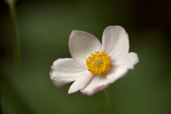 Обои картинки фото цветы, ветреницы, печёночницы, лепестки, макро
