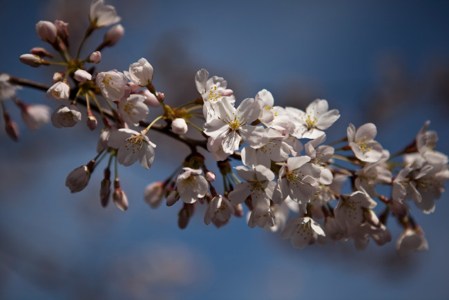 Обои картинки фото цветы, цветущие, деревья, кустарники, макро