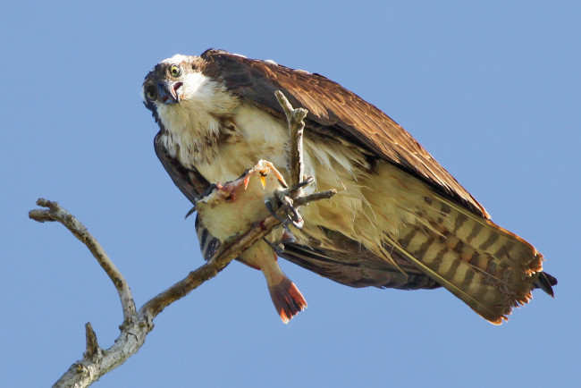 Обои картинки фото животные, птицы, хищники, ветка