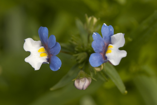 Обои картинки фото цветы, луговые, полевые, макро