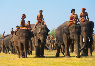 Картинка животные слоны квалькада наездники