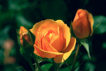 Картинка цветы розы оранжевый