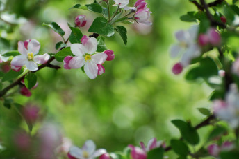 Картинка цветы цветущие деревья кустарники весна яблоня