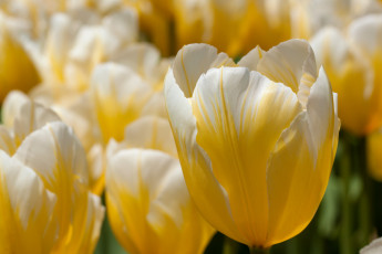 Картинка цветы тюльпаны желтый