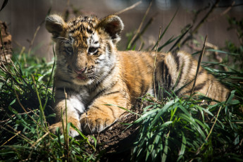 Картинка животные тигры тигренок