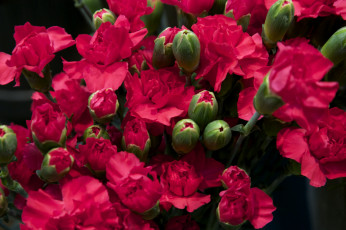 Картинка цветы гвоздики много красный