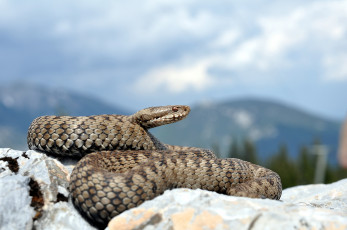 Картинка животные змеи питоны кобры змея