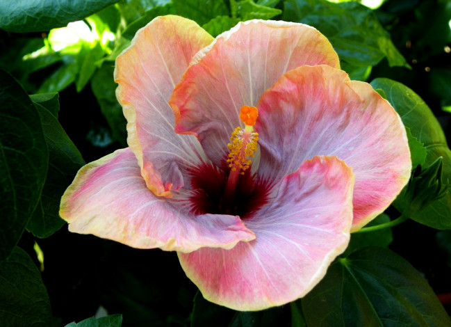 Обои картинки фото цветы, гибискусы, лепестки