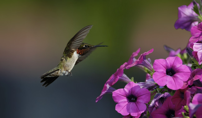 Обои картинки фото животные, колибри, кроха, полет, петуния