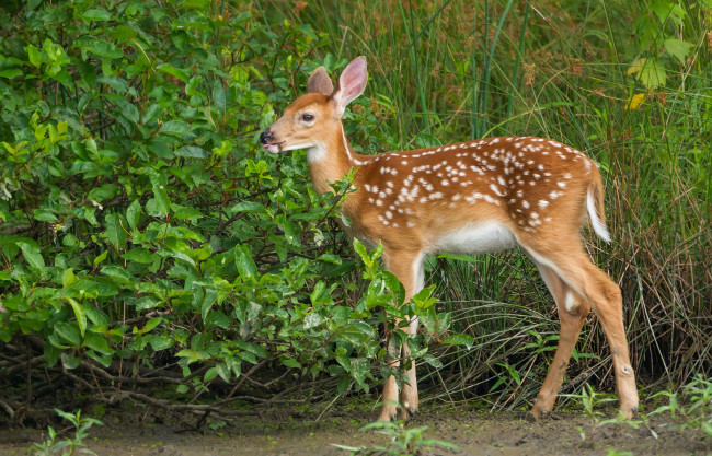 Обои картинки фото животные, олени, олененок