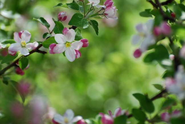 Обои картинки фото цветы, цветущие, деревья, кустарники, весна, яблоня