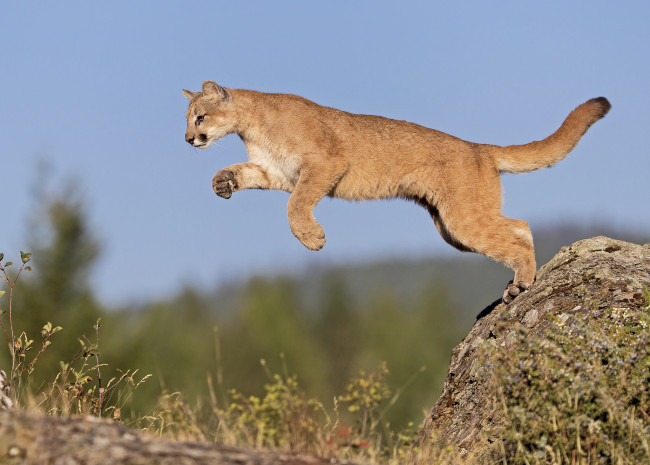Обои картинки фото животные, пумы, камень, пума, скала, природа, прыжок, небо