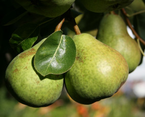 Картинка природа плоды ветки листья груша