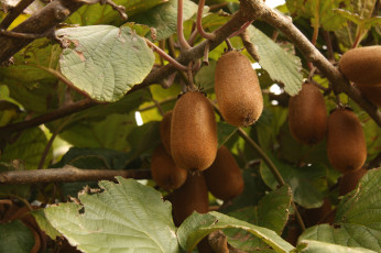 Картинка природа плоды листья ветки киви