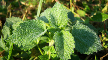 Картинка природа листья блики зелень капли росы