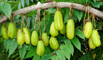 Картинка природа плоды листья ветки