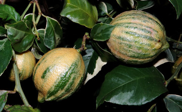 Картинка lemon природа плоды лимоны листья ветка