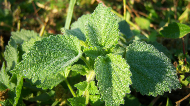 Обои картинки фото природа, листья, блики, зелень, капли, росы