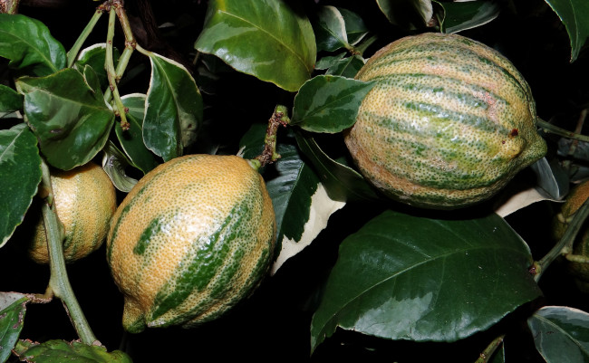 Обои картинки фото lemon, природа, плоды, лимоны, листья, ветка