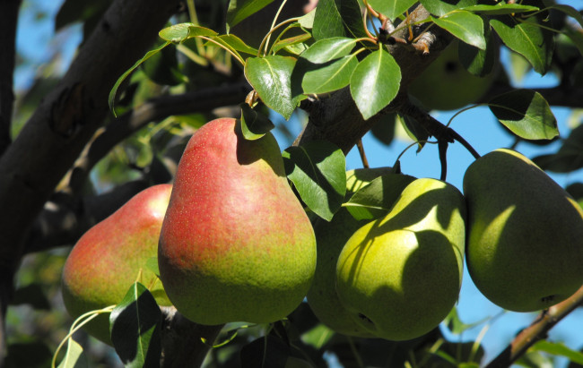 Обои картинки фото природа, плоды, листья, груша, ветки