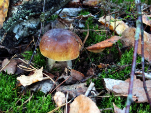 Картинка природа грибы боровик