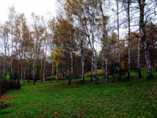 Картинка природа парк березки осень