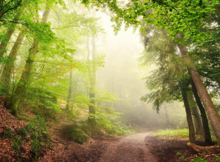 Картинка природа дороги дорога солнечные лучи солнце деревья лес