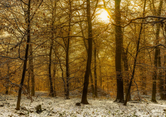 Картинка природа лес снег деревья