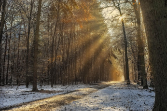 Картинка природа дороги снег деревья