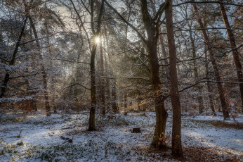 Картинка природа лес снег деревья