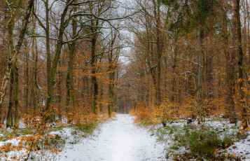 Картинка природа дороги деревья снег