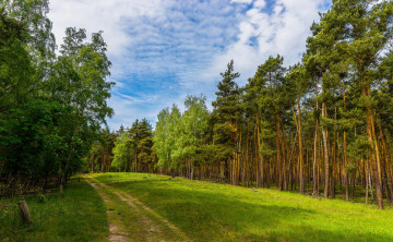 Картинка природа дороги пейзаж дорога деревья лес