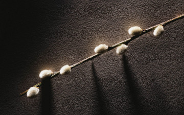 Картинка природа другое почки веточка растение