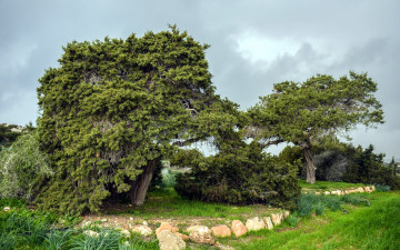 Картинка природа парк деревья