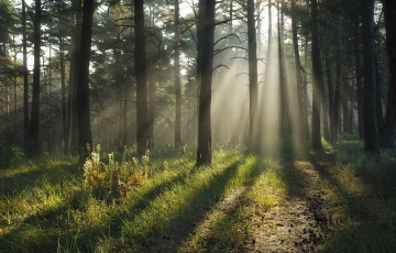 Картинка природа лес лучи