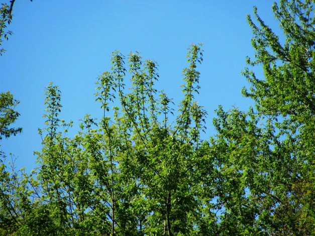 Обои картинки фото природа, деревья, зелень, весна