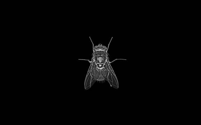 Обои картинки фото рисованное, минимализм, фон, муха