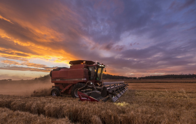 Обои картинки фото техника, комбайны, уборка, поле